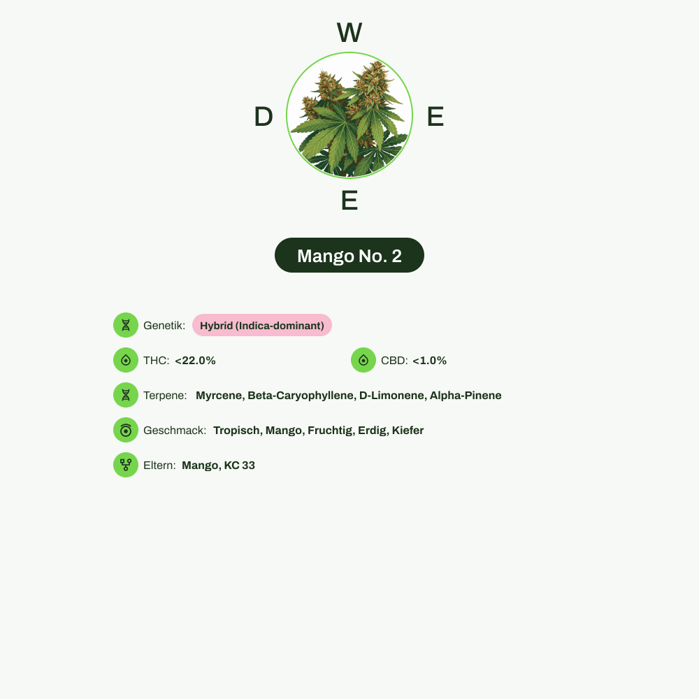 Infografik über THC-Gehalt, CBD-Gehalt, Terpene, Wirkungen, Geschmack von Mango No. 2