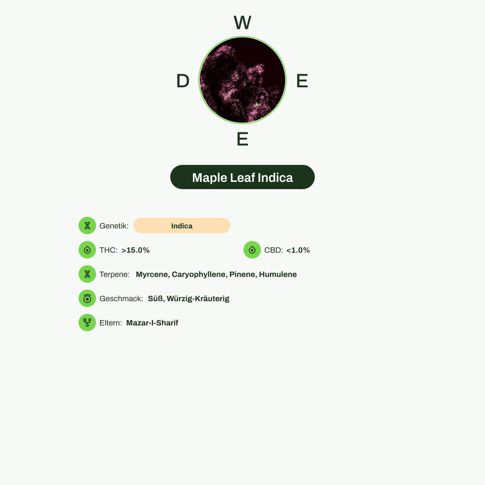Infografik über THC-Gehalt, CBD-Gehalt, Terpene, Wirkungen, Geschmack von Maple Leaf Indica