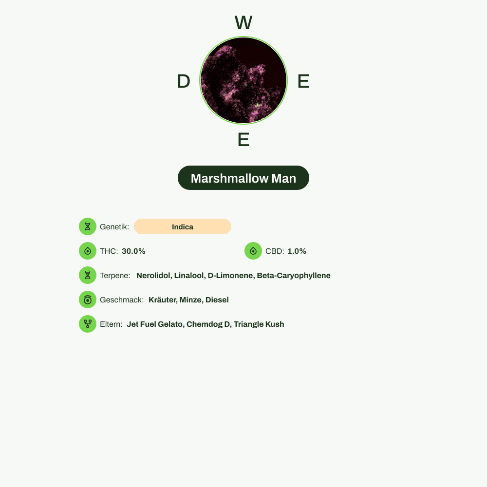 Infografik über THC-Gehalt, CBD-Gehalt, Terpene, Wirkungen, Geschmack von Marshmallow Man