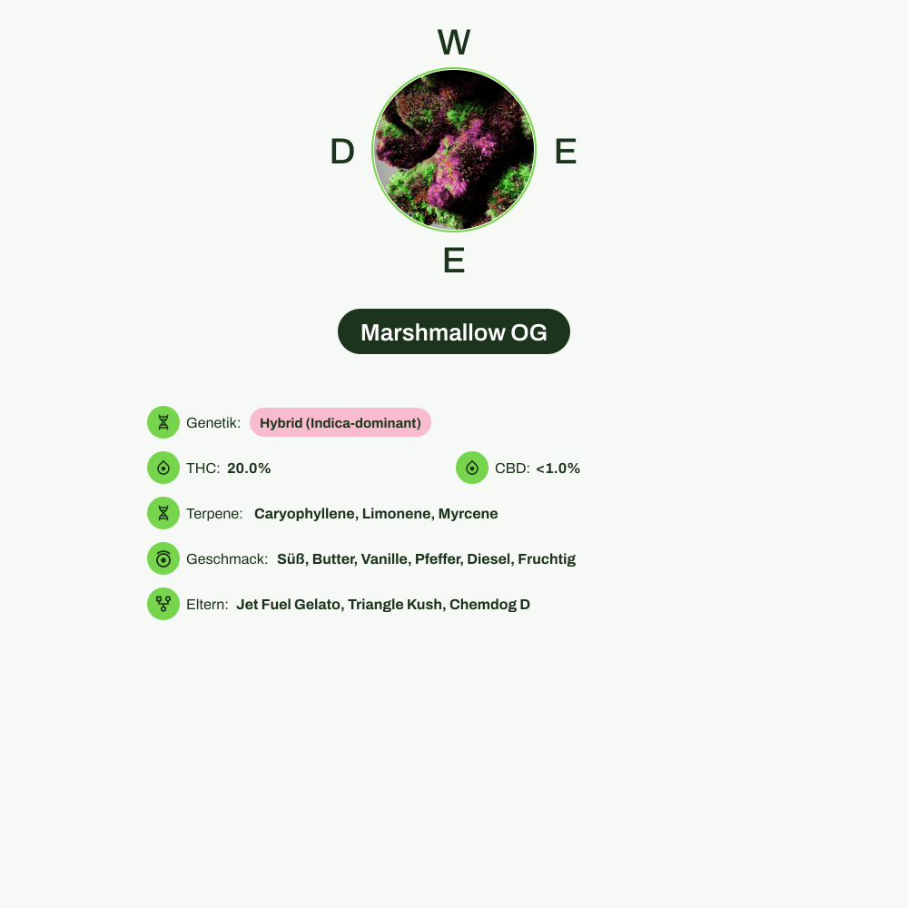 Infografik über THC-Gehalt, CBD-Gehalt, Terpene, Wirkungen, Geschmack von Marshmallow OG