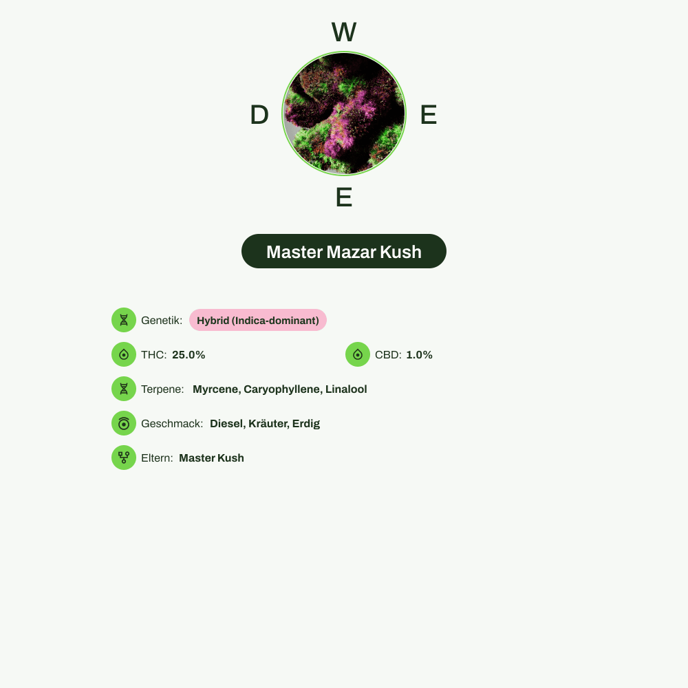 Infografik über THC-Gehalt, CBD-Gehalt, Terpene, Wirkungen, Geschmack von Master Mazar Kush