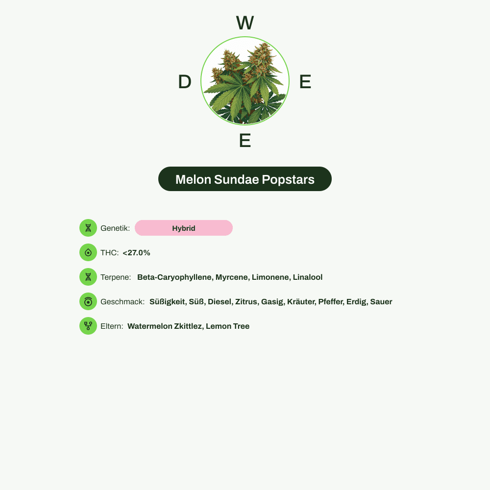 Infografik über THC-Gehalt, CBD-Gehalt, Terpene, Wirkungen, Geschmack von Melon Sundae Popstars