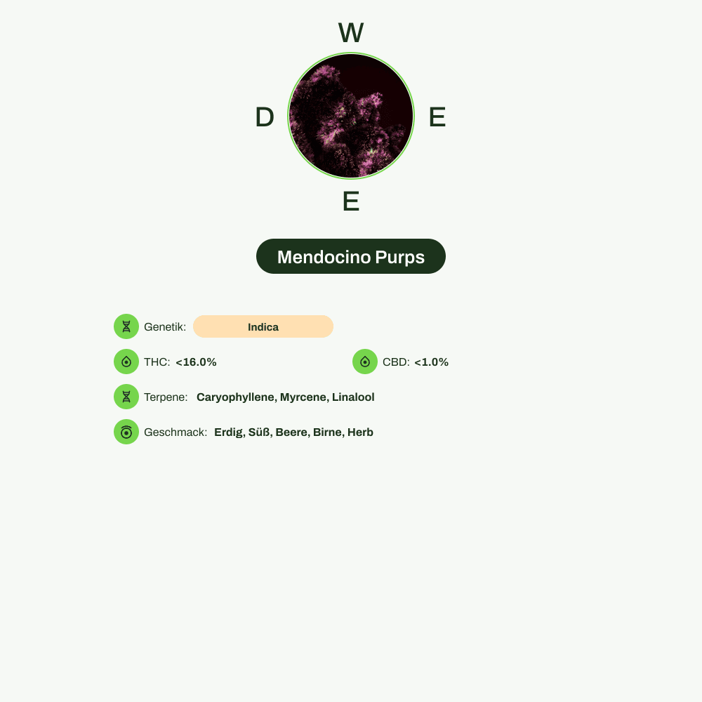 Infografik über THC-Gehalt, CBD-Gehalt, Terpene, Wirkungen, Geschmack von Mendocino Purps
