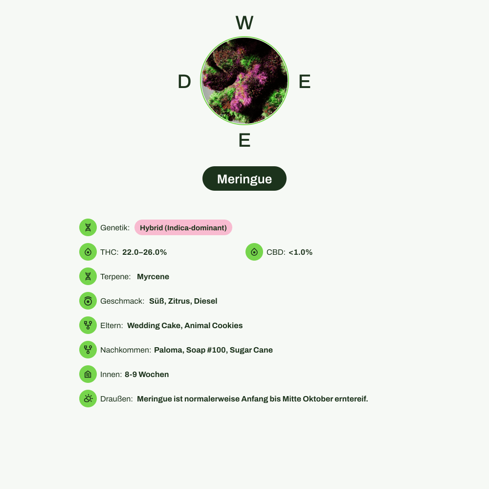 Infografik über THC-Gehalt, CBD-Gehalt, Terpene, Wirkungen, Geschmack von Meringue