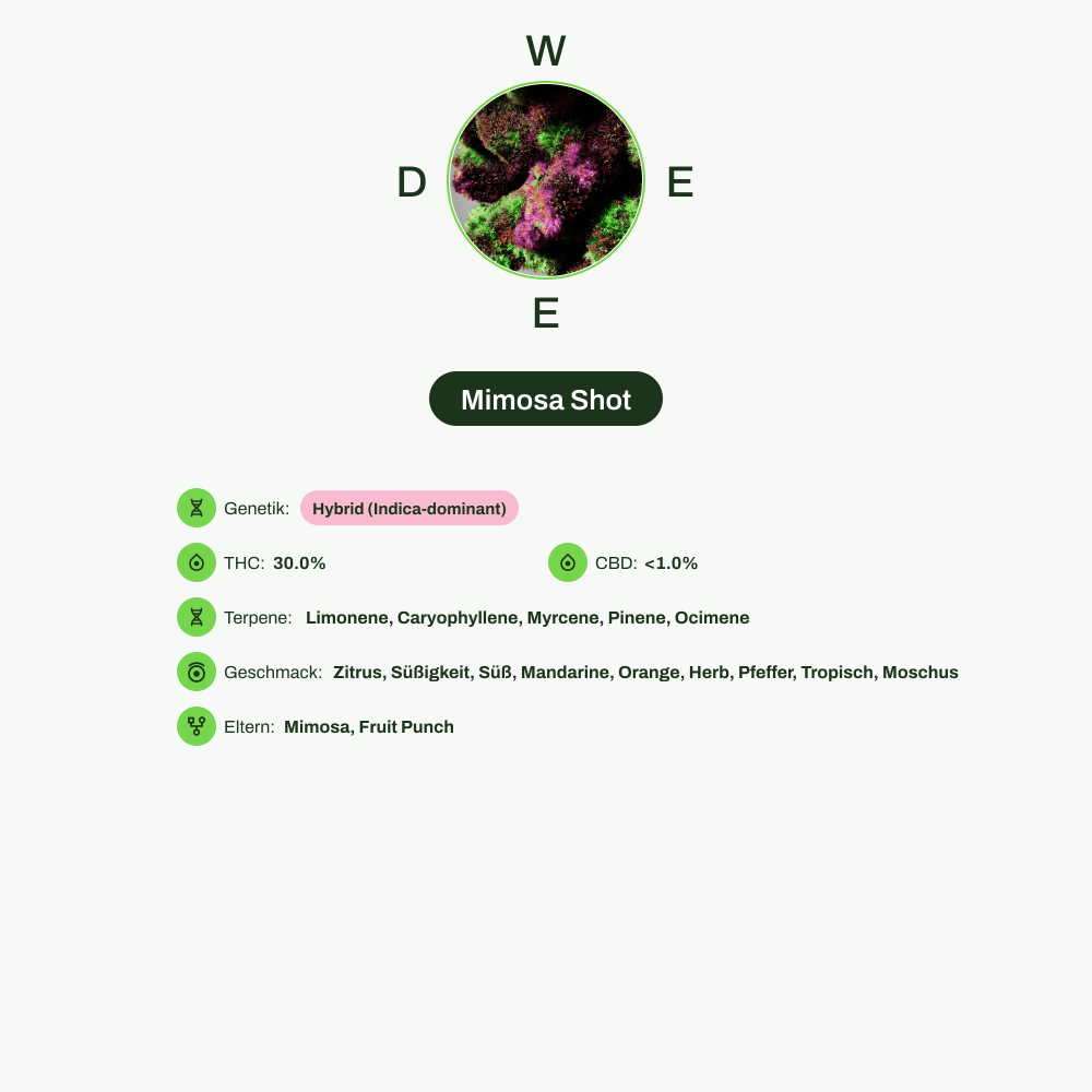 Infografik über THC-Gehalt, CBD-Gehalt, Terpene, Wirkungen, Geschmack von Mimosa Shot