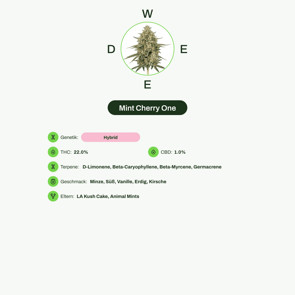 Infografik über THC-Gehalt, CBD-Gehalt, Terpene, Wirkungen, Geschmack von Mint Cherry One