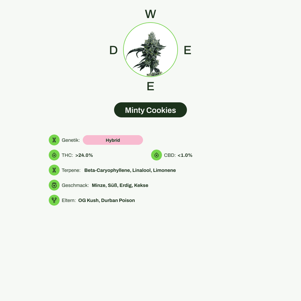 Infografik über THC-Gehalt, CBD-Gehalt, Terpene, Wirkungen, Geschmack von Minty Cookies
