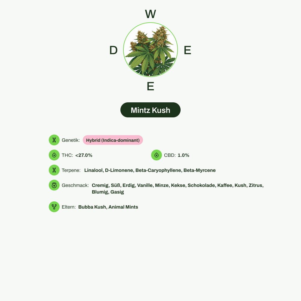 Infografik über THC-Gehalt, CBD-Gehalt, Terpene, Wirkungen, Geschmack von Mintz Kush