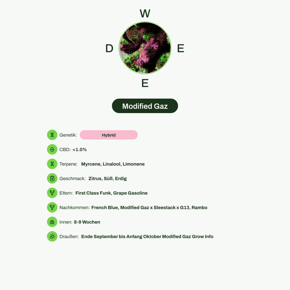 Infografik über THC-Gehalt, CBD-Gehalt, Terpene, Wirkungen, Geschmack von Modified Gaz