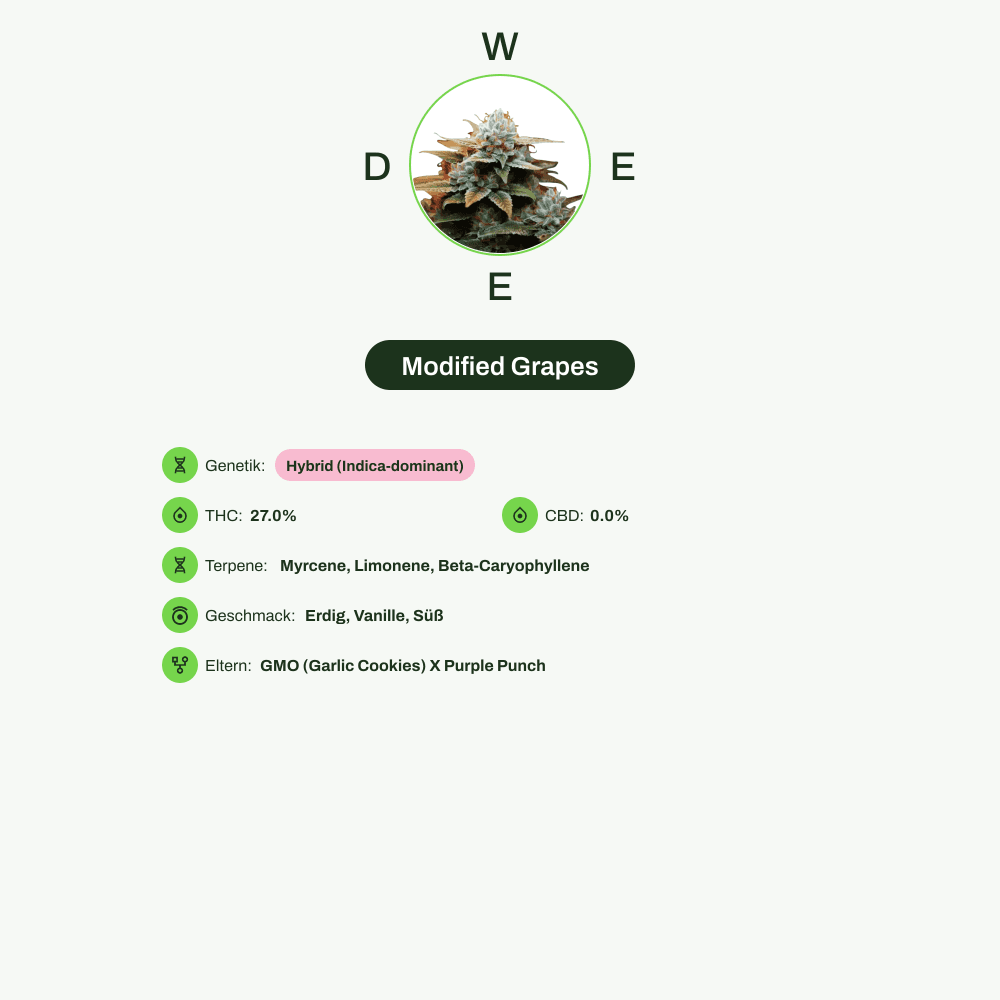Infografik über THC-Gehalt, CBD-Gehalt, Terpene, Wirkungen, Geschmack von Modified Grapes