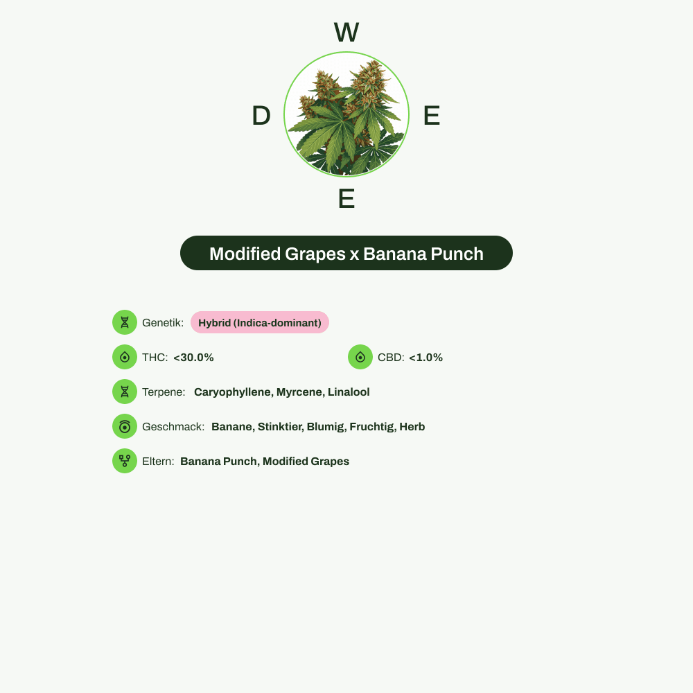Infografik über THC-Gehalt, CBD-Gehalt, Terpene, Wirkungen, Geschmack von Modified Grapes x Banana Punch