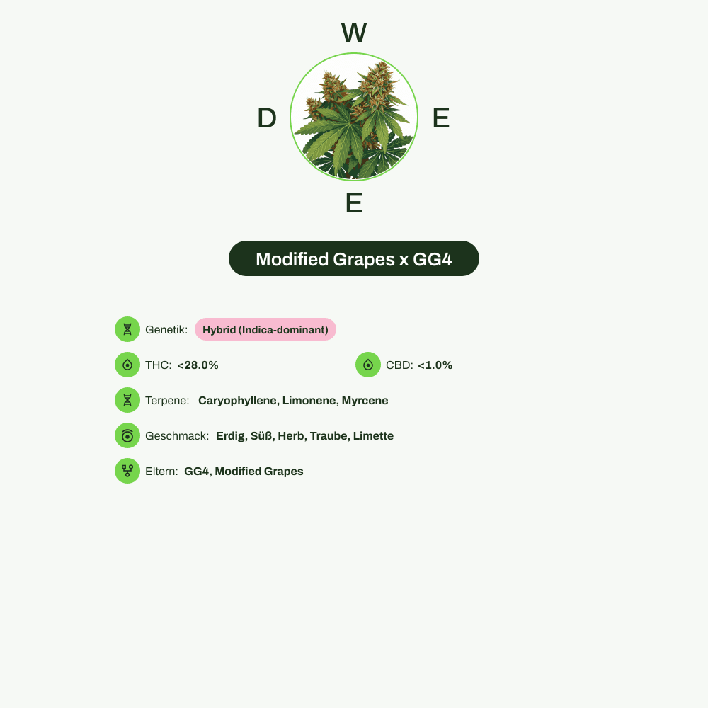 Infografik über THC-Gehalt, CBD-Gehalt, Terpene, Wirkungen, Geschmack von Modified Grapes x GG4