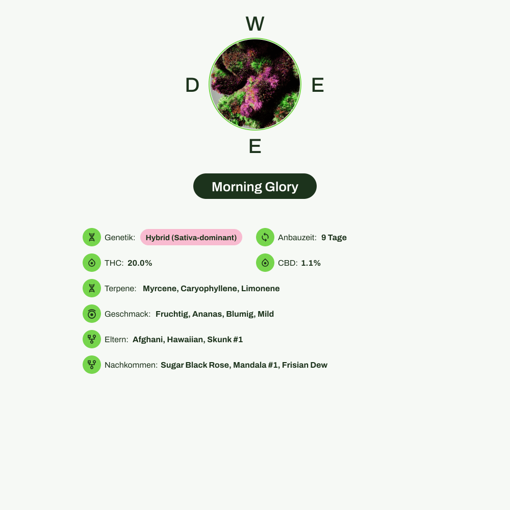 Infografik über THC-Gehalt, CBD-Gehalt, Terpene, Wirkungen, Geschmack von Morning Glory