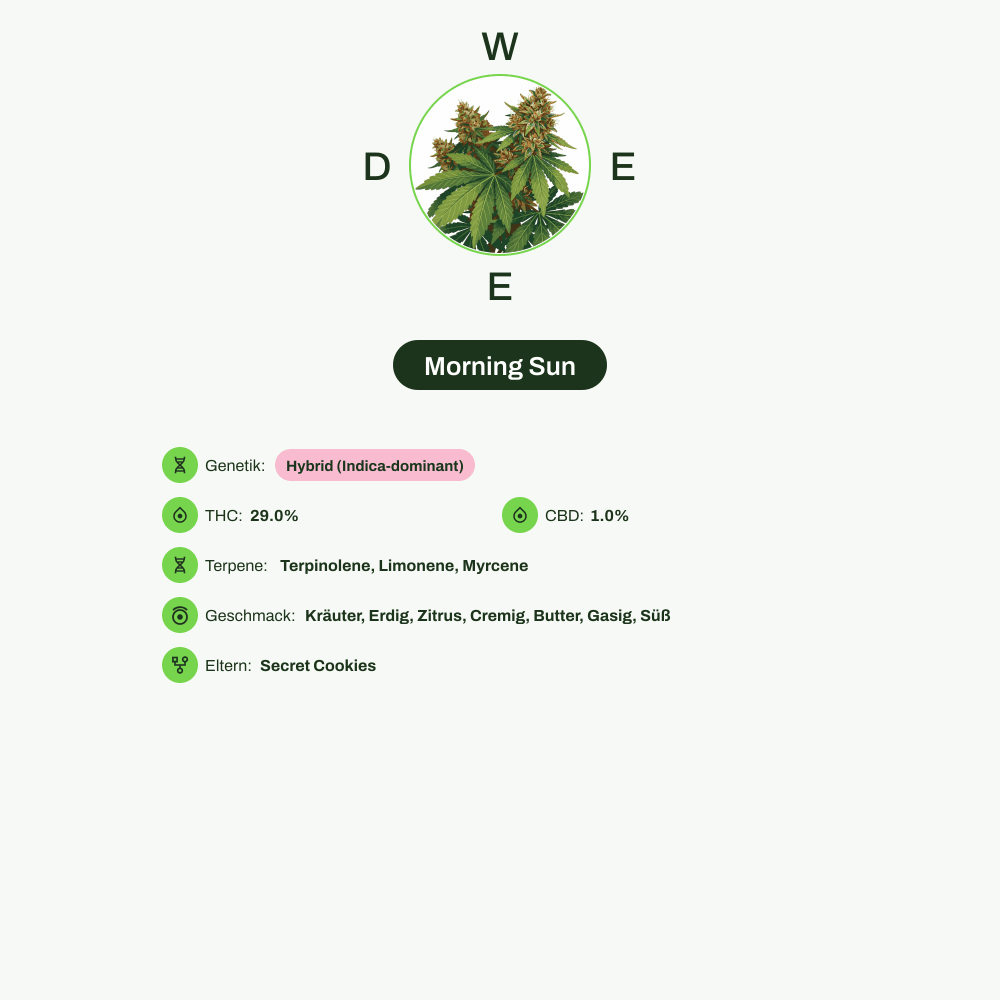 Infografik über THC-Gehalt, CBD-Gehalt, Terpene, Wirkungen, Geschmack von Morning Sun