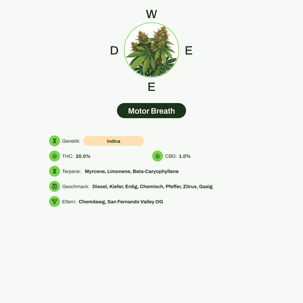 Infografik über THC-Gehalt, CBD-Gehalt, Terpene, Wirkungen, Geschmack von Motor Breath