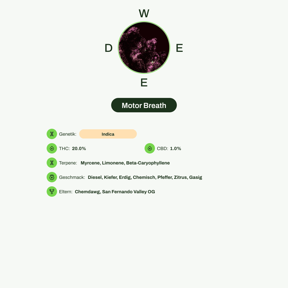 Infografik über THC-Gehalt, CBD-Gehalt, Terpene, Wirkungen, Geschmack von Motor Breath