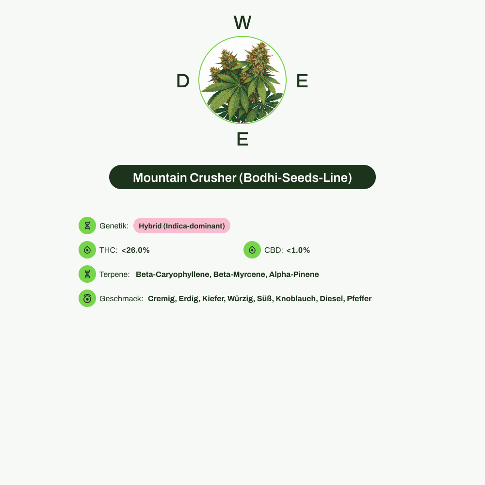 Infografik über THC-Gehalt, CBD-Gehalt, Terpene, Wirkungen, Geschmack von Mountain Crusher (Bodhi-Seeds-Line)