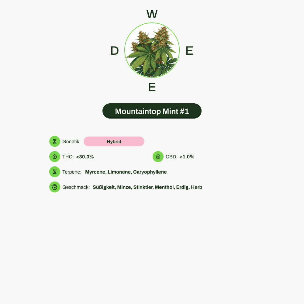 Infografik über THC-Gehalt, CBD-Gehalt, Terpene, Wirkungen, Geschmack von Mountaintop Mint #1