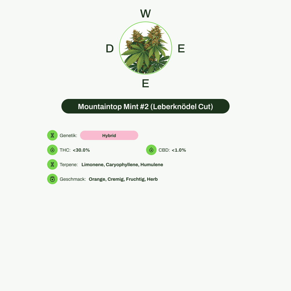Infografik über THC-Gehalt, CBD-Gehalt, Terpene, Wirkungen, Geschmack von Mountaintop Mint #2 (Leberknödel Cut)