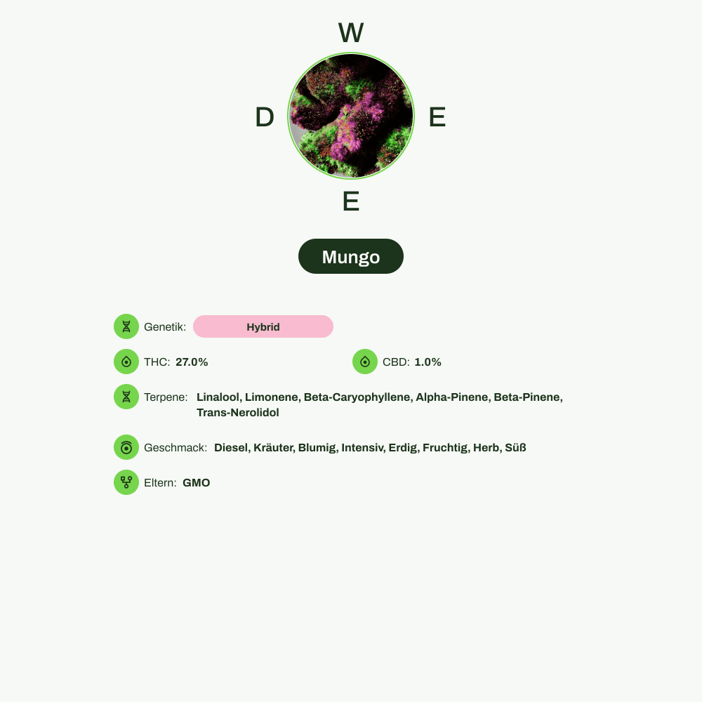 Infografik über THC-Gehalt, CBD-Gehalt, Terpene, Wirkungen, Geschmack von Mungo