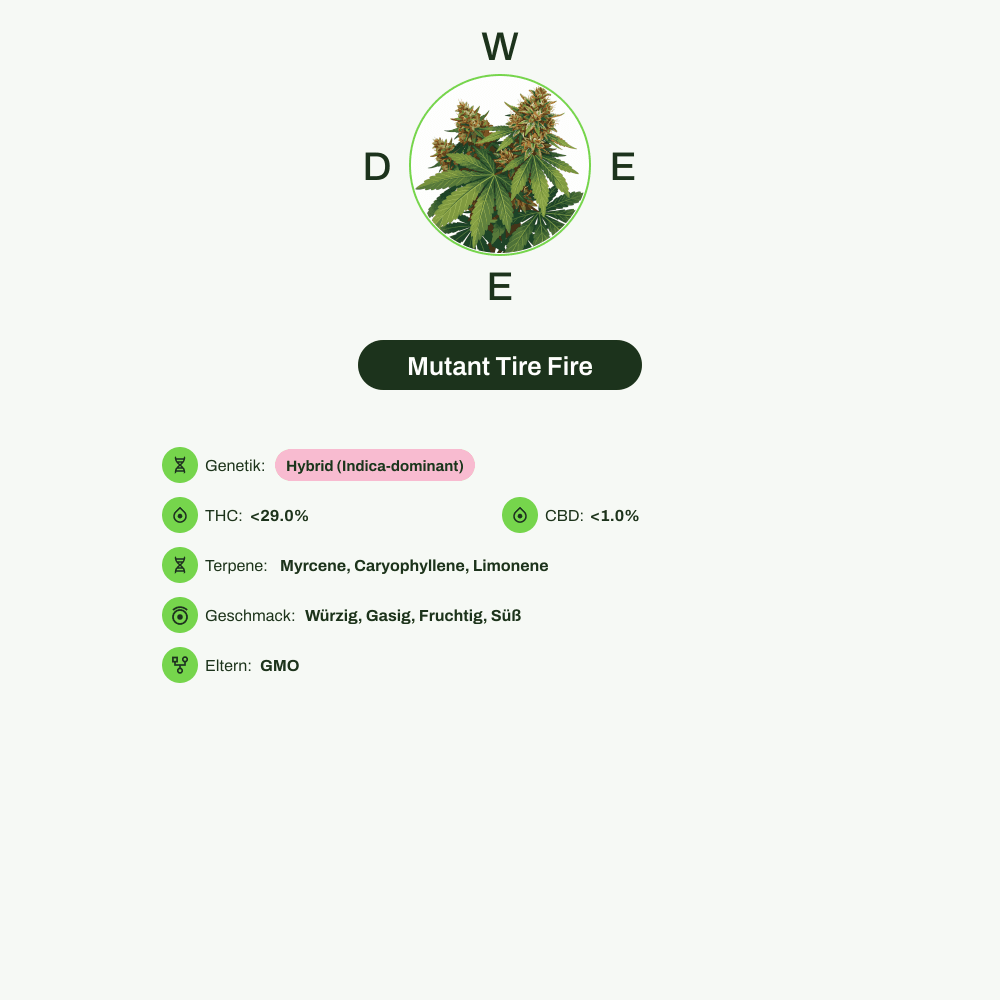 Infografik über THC-Gehalt, CBD-Gehalt, Terpene, Wirkungen, Geschmack von Mutant Tire Fire