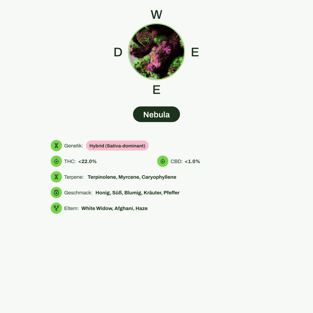 Infografik über THC-Gehalt, CBD-Gehalt, Terpene, Wirkungen, Geschmack von Nebula