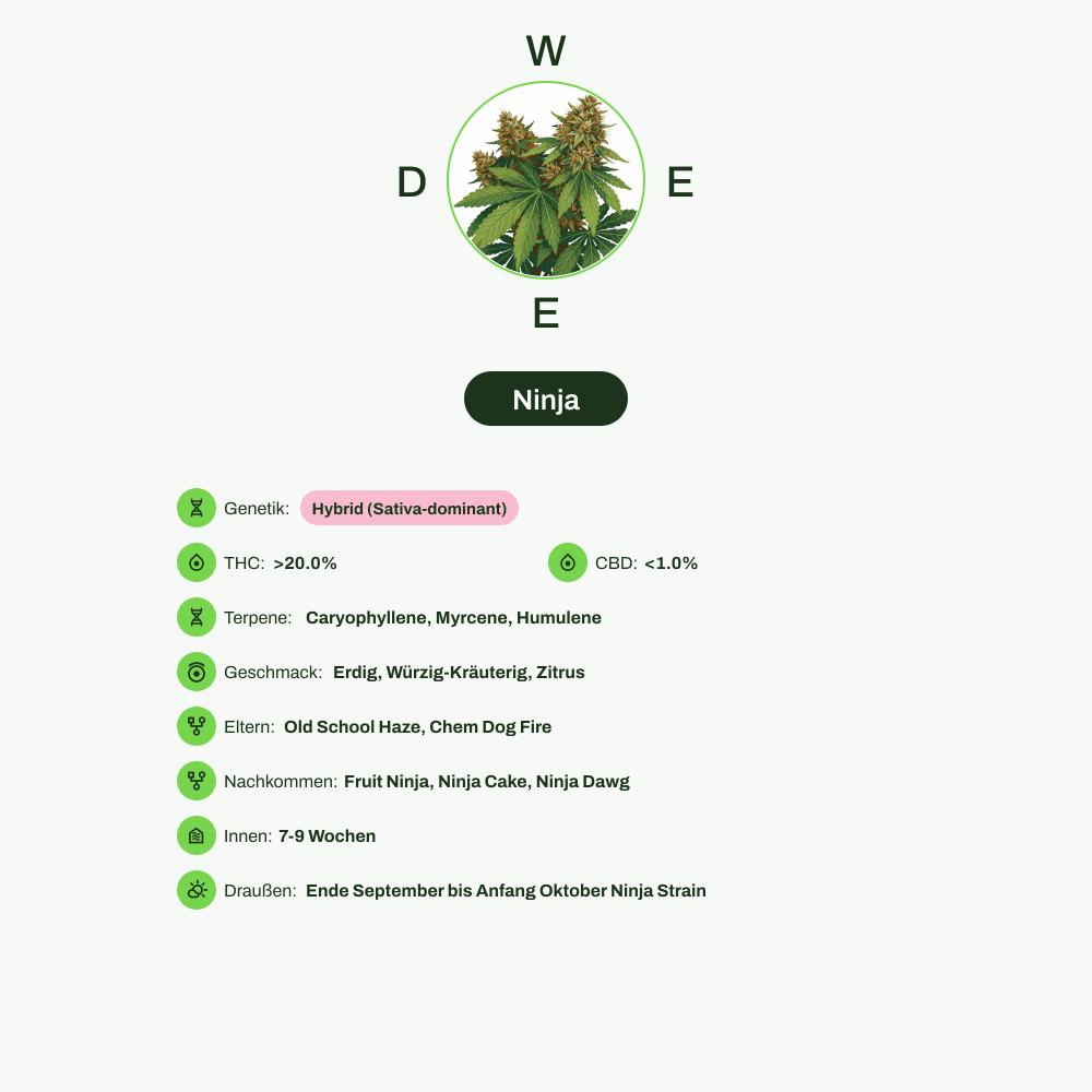 Infografik über THC-Gehalt, CBD-Gehalt, Terpene, Wirkungen, Geschmack von Ninja