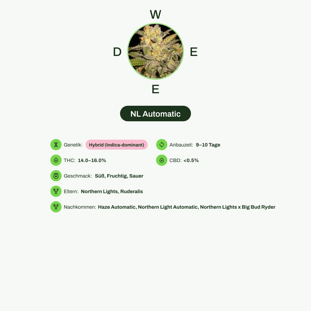 Infografik über THC-Gehalt, CBD-Gehalt, Wirkungen, Geschmack von NL Automatic