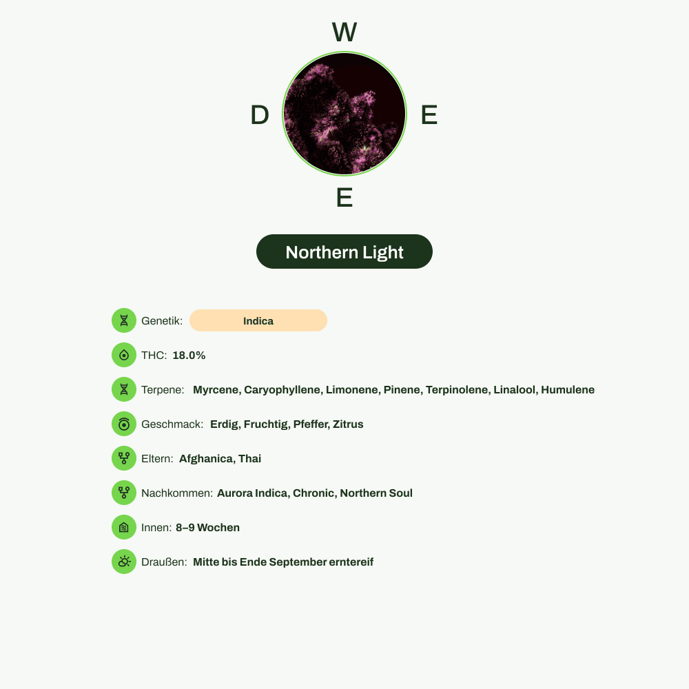Infografik über THC-Gehalt, CBD-Gehalt, Terpene, Wirkungen, Geschmack von Northern Light