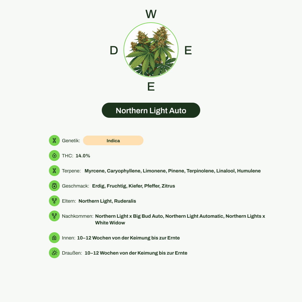 Infografik über THC-Gehalt, CBD-Gehalt, Terpene, Wirkungen, Geschmack von Northern Light Auto