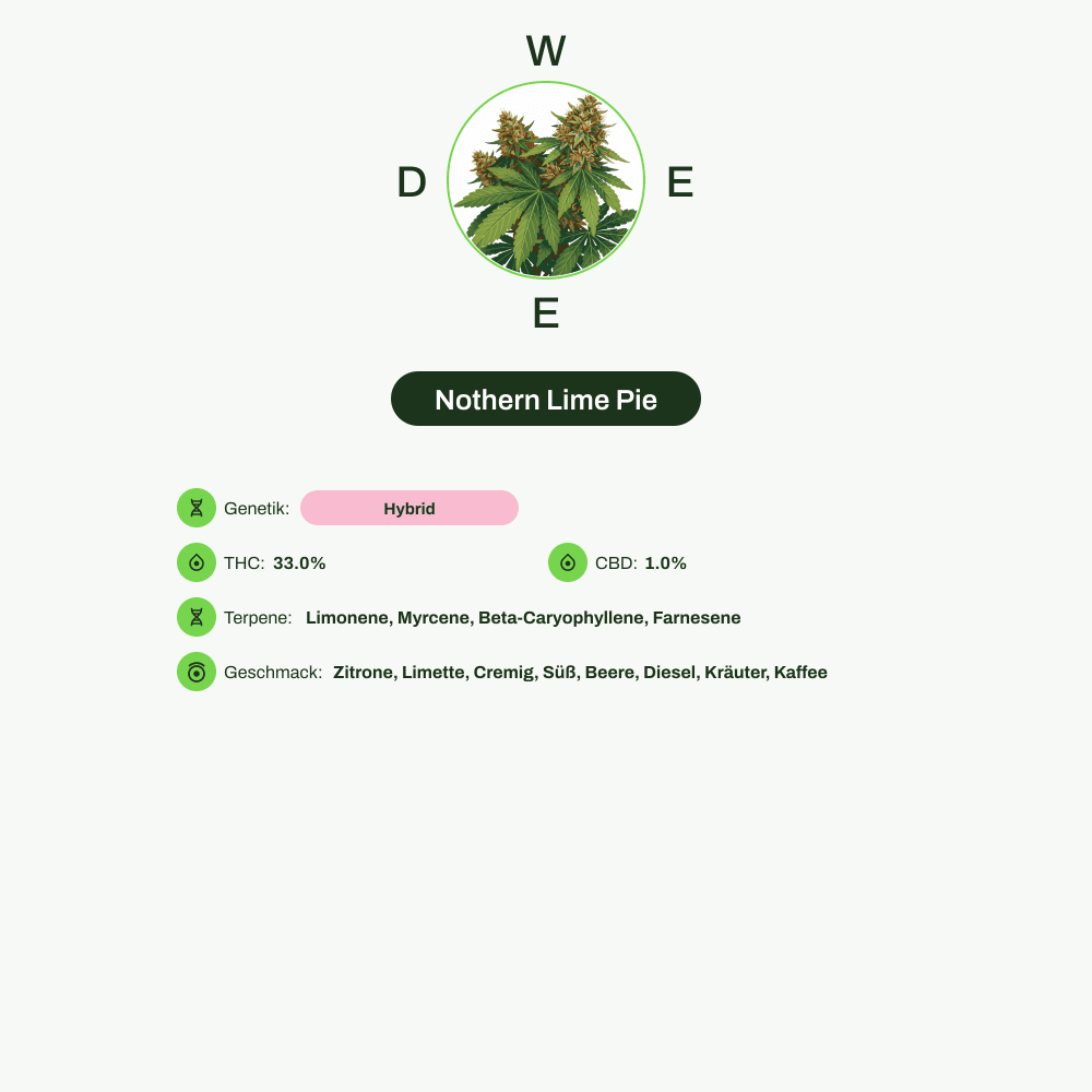 Infografik über THC-Gehalt, CBD-Gehalt, Terpene, Wirkungen, Geschmack von Nothern Lime Pie