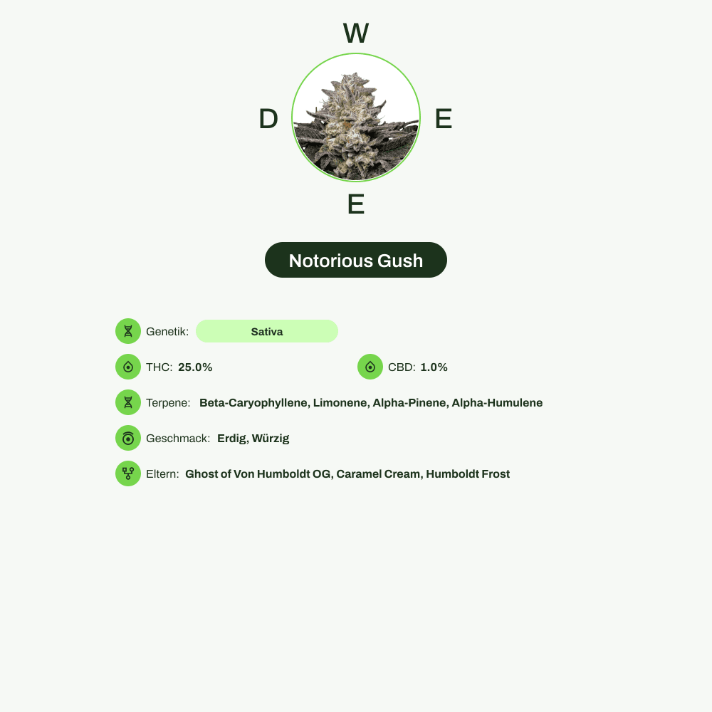 Infografik über THC-Gehalt, CBD-Gehalt, Terpene, Wirkungen, Geschmack von Notorious Gush