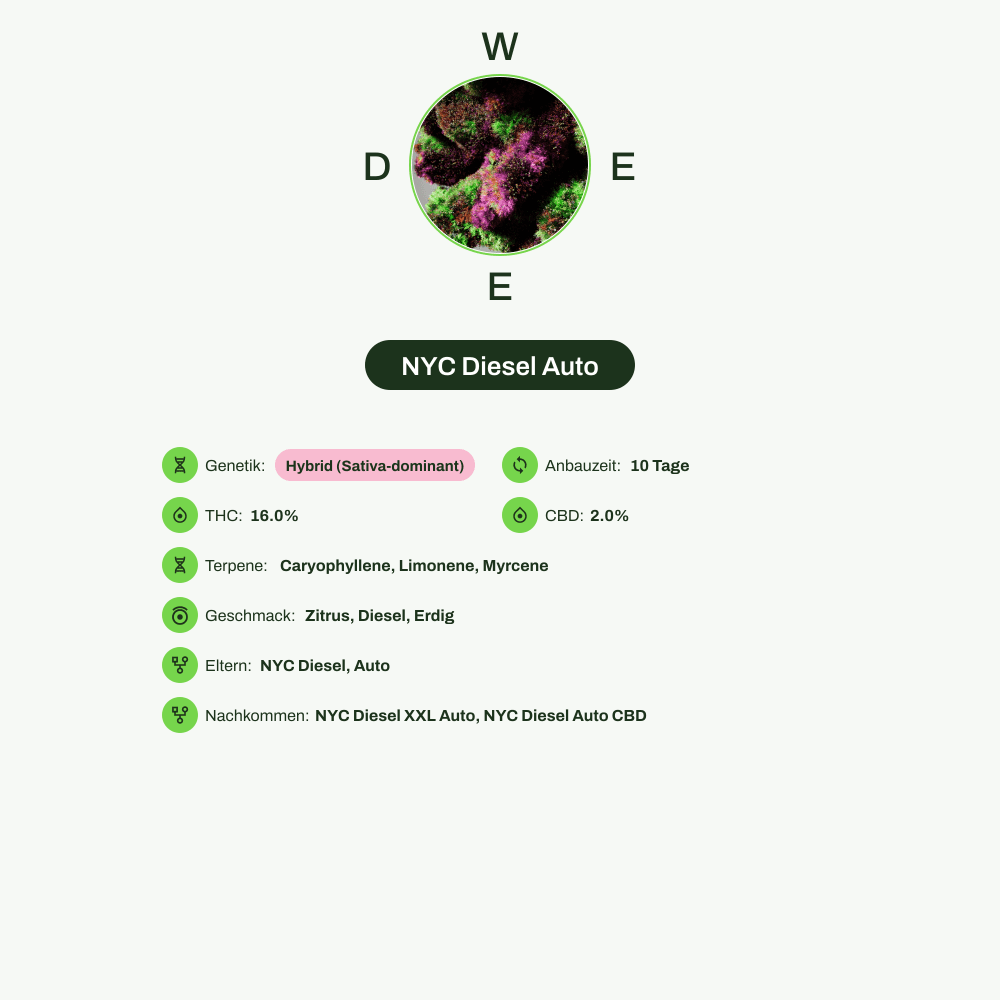 Infografik über THC-Gehalt, CBD-Gehalt, Terpene, Wirkungen, Geschmack von NYC Diesel Auto