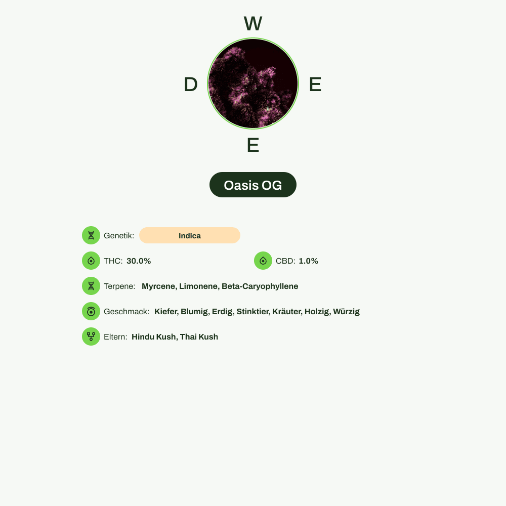 Infografik über THC-Gehalt, CBD-Gehalt, Terpene, Wirkungen, Geschmack von Oasis OG