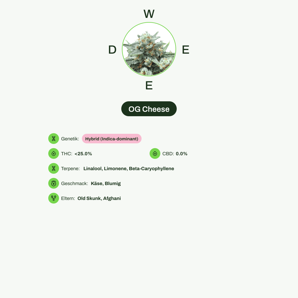 Infografik über THC-Gehalt, CBD-Gehalt, Terpene, Wirkungen, Geschmack von OG Cheese