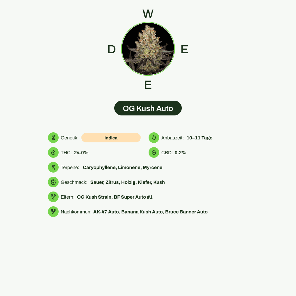 Infografik über THC-Gehalt, CBD-Gehalt, Terpene, Wirkungen, Geschmack von OG Kush Auto