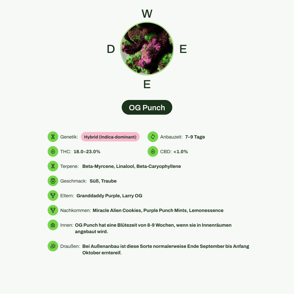 Infografik über THC-Gehalt, CBD-Gehalt, Terpene, Wirkungen, Geschmack von OG Punch