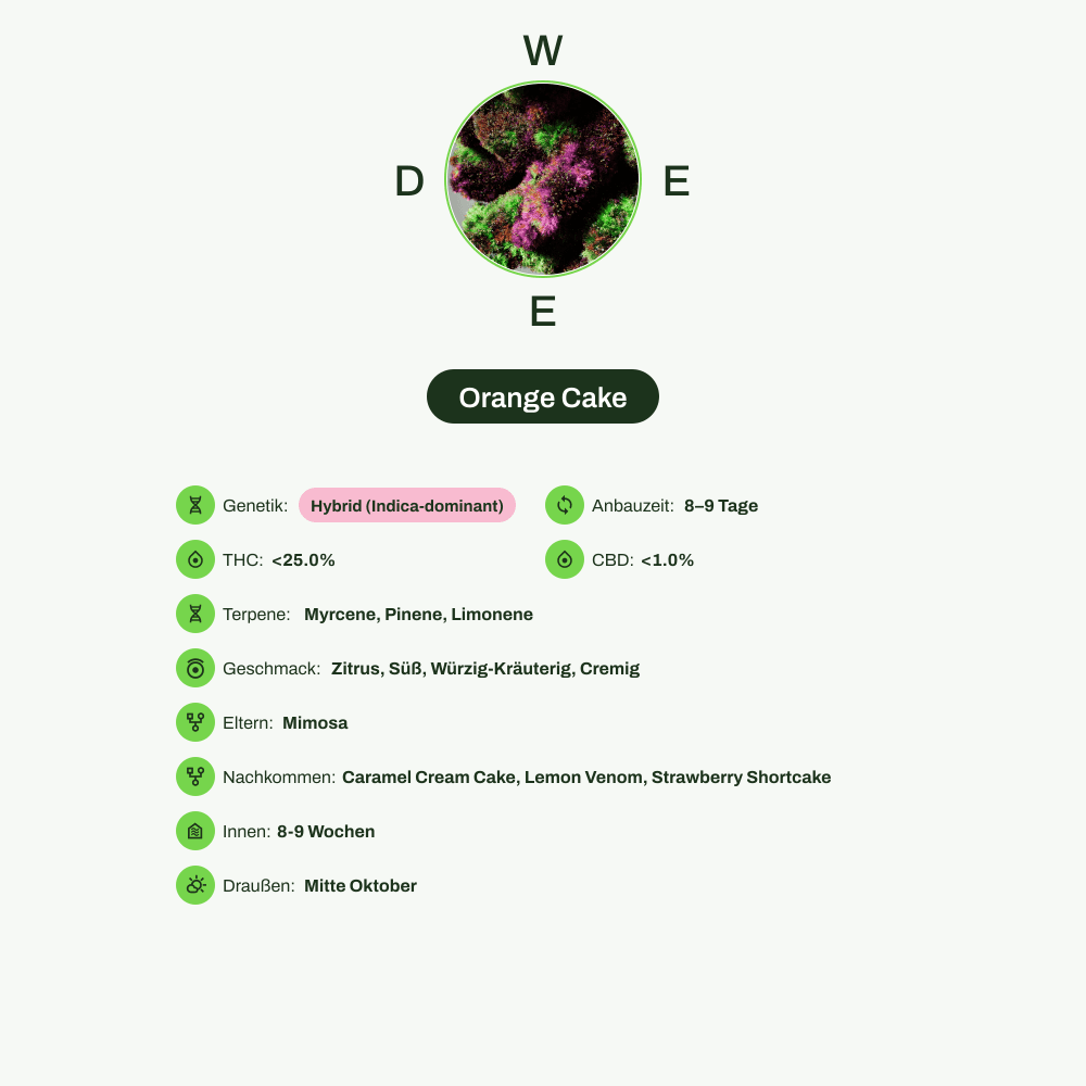 Infografik über THC-Gehalt, CBD-Gehalt, Terpene, Wirkungen, Geschmack von Orange Cake