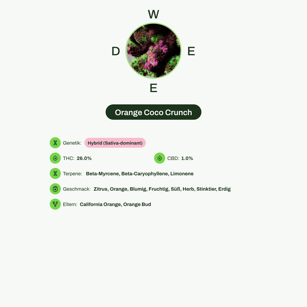 Infografik über THC-Gehalt, CBD-Gehalt, Terpene, Wirkungen, Geschmack von Orange Coco Crunch