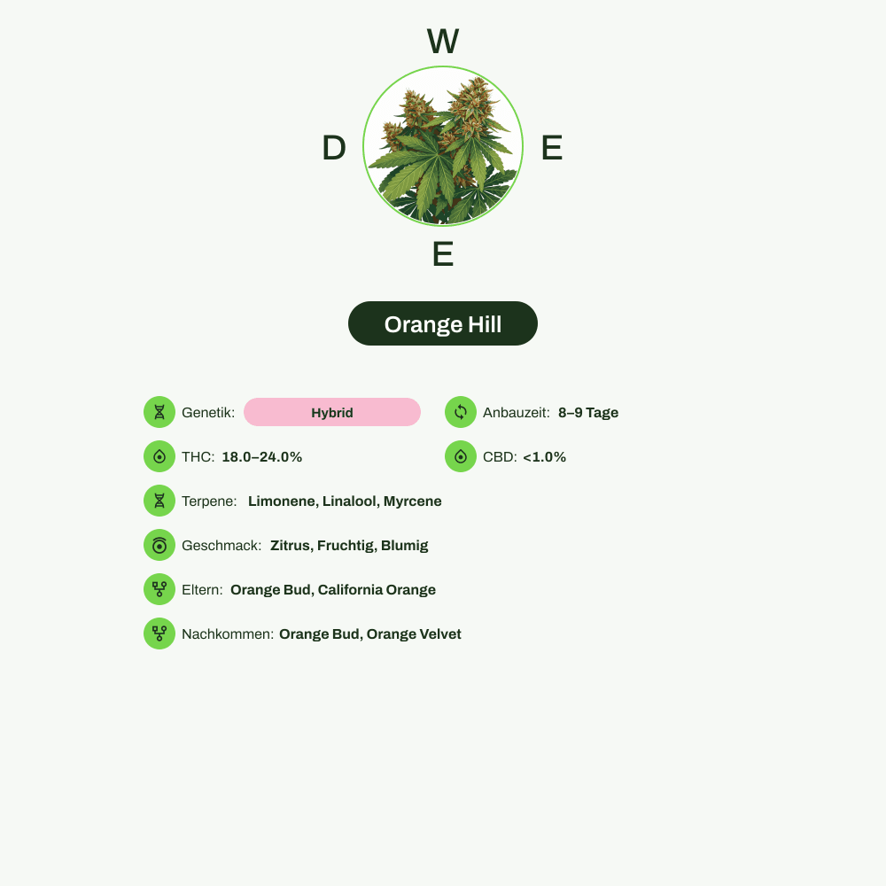 Infografik über THC-Gehalt, CBD-Gehalt, Terpene, Wirkungen, Geschmack von Orange Hill