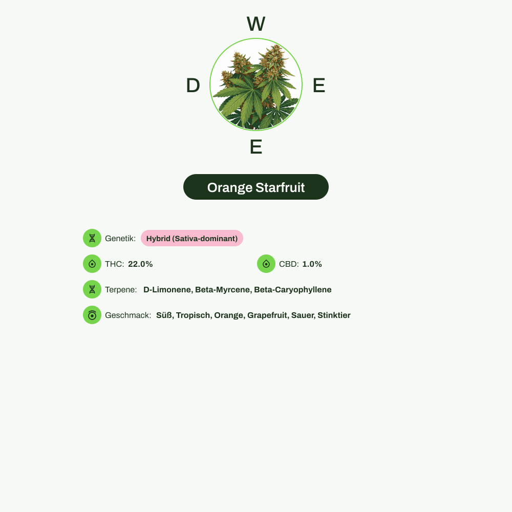 Infografik über THC-Gehalt, CBD-Gehalt, Terpene, Wirkungen, Geschmack von Orange Starfruit
