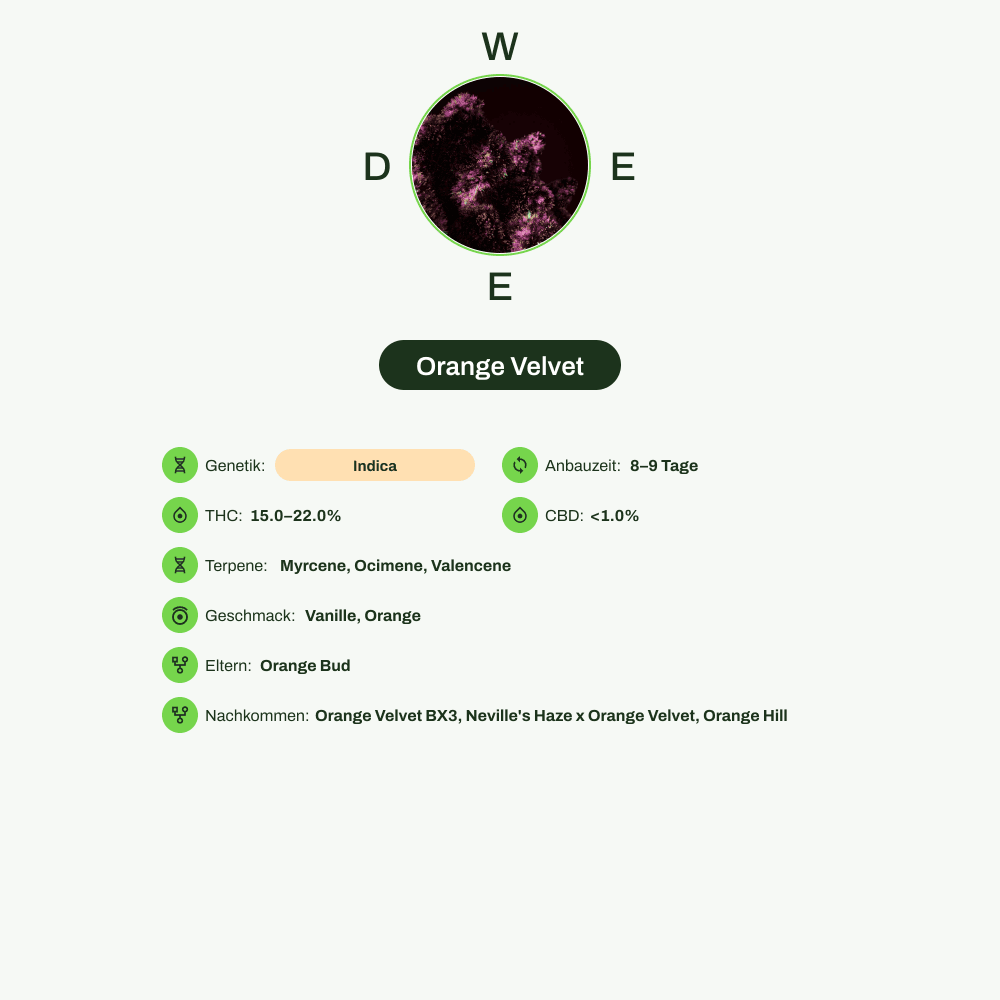 Infografik über THC-Gehalt, CBD-Gehalt, Terpene, Wirkungen, Geschmack von Orange Velvet