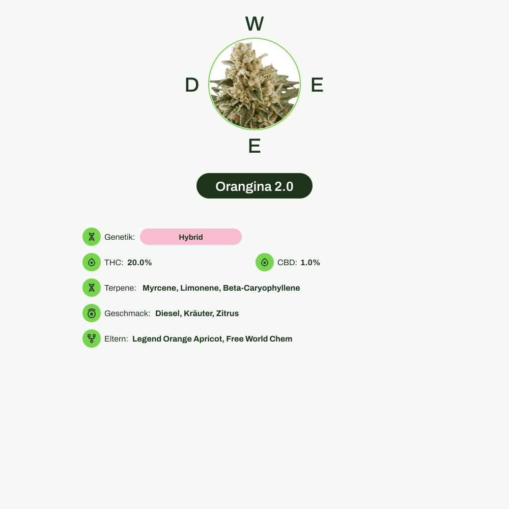 Infografik über THC-Gehalt, CBD-Gehalt, Terpene, Wirkungen, Geschmack von Orangina 2.0