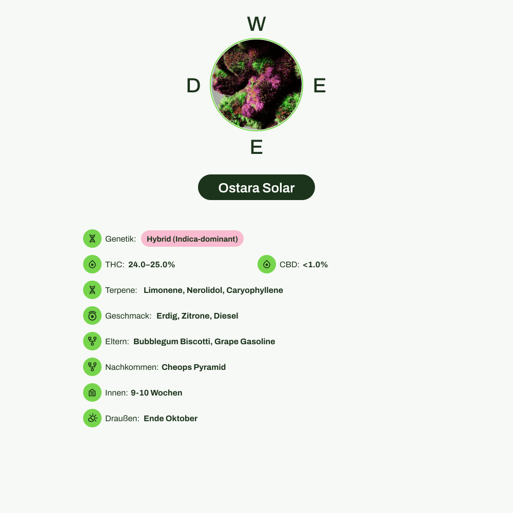 Infografik über THC-Gehalt, CBD-Gehalt, Terpene, Wirkungen, Geschmack von Ostara Solar