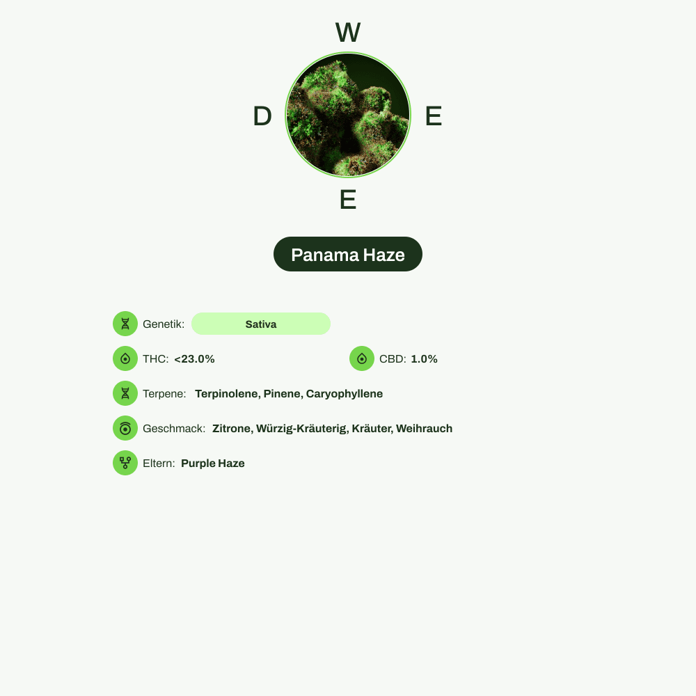 Infografik über THC-Gehalt, CBD-Gehalt, Terpene, Wirkungen, Geschmack von Panama Haze