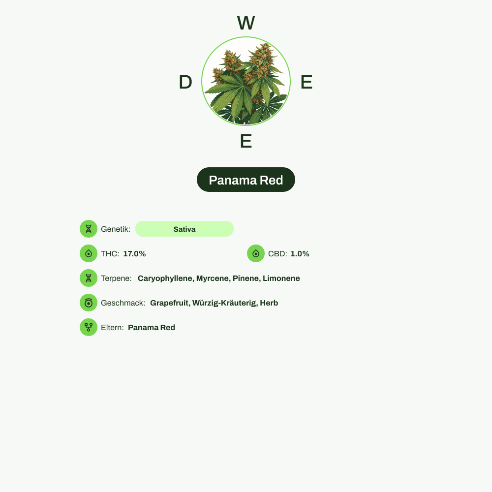 Infografik über THC-Gehalt, CBD-Gehalt, Terpene, Wirkungen, Geschmack von Panama Red