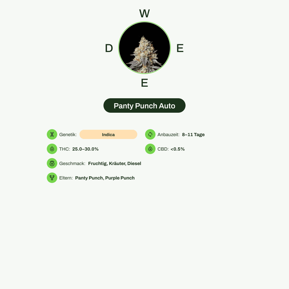 Infografik über THC-Gehalt, CBD-Gehalt, Wirkungen, Geschmack von Panty Punch Auto