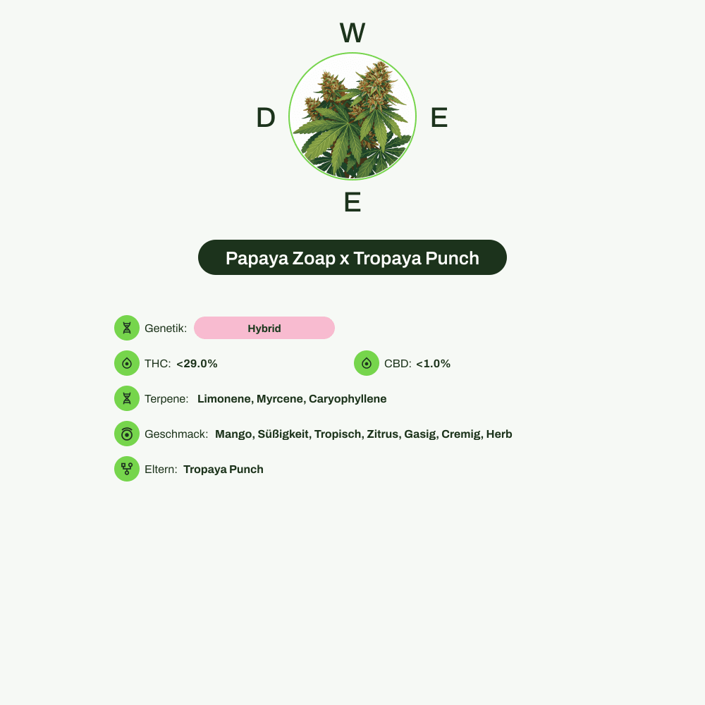 Infografik über THC-Gehalt, CBD-Gehalt, Terpene, Wirkungen, Geschmack von Papaya Zoap x Tropaya Punch