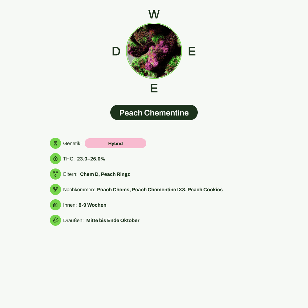 Infografik über THC-Gehalt, CBD-Gehalt von Peach Chementine