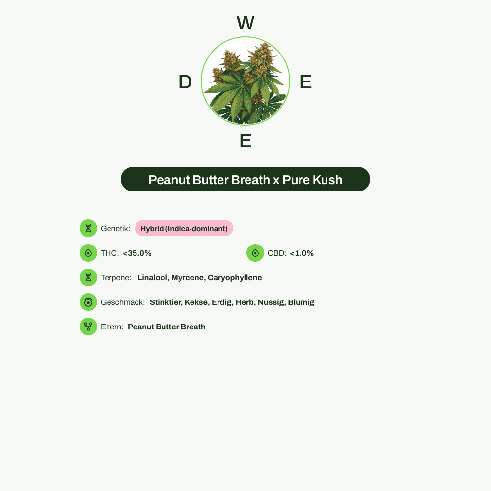 Infografik über THC-Gehalt, CBD-Gehalt, Terpene, Wirkungen, Geschmack von Peanut Butter Breath x Pure Kush